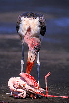 Marabou stork (Leptoptilos crumeniferus) feeding on Lesser flamingo (Phoeniconaias minor) Nakuru National Park, Kenya.