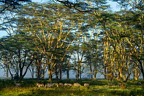Grant's zebra (Equus quagga boehmi) herd under Yellow-fever acacia trees (Acacia xanthophloea) Nakuru National Park, Kenya.