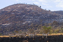 Grant's zebra (Equus quagga boehmi) group on burnt ground, Nakuru National Park, Kenya.