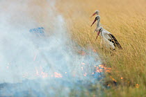 White storks (Ciconia ciconia) hunting at the edge of bushfire, Masai-Mara game reserve, Kenya.