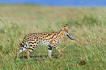 Serval (Leptailurus serval) walking, carrying rodent prey. Masai-Mara game reserve, Kenya.