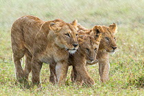 Lioness (Panthera leo) with two cubs in the rain, Masai-Mara game reserve, Kenya.