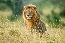 Male Lion (Panthera leo) sitting in the rain, Masai-Mara game reserve, Kenya.