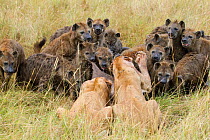 Two Lionesses (Panthera leo) trying to defend kill from large pack of Spotted hyaenas (Crocuta crocuta) Masai-Mara game reserve, Kenya.