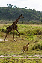 Young Lioness (Panthera leo) chasing Giraffe (Giraffa camelopardalis) Masai-Mara game reserve, Kenya.