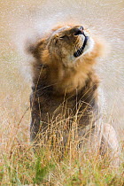 Male Lion (Panthera leo) shaking off water in the rain, Masai-Mara game reserve, Kenya.