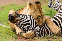 Lioness (Panthera leo) suffocating Zebra (Equus quagga) prey, Masai-Mara game reserve, Kenya.