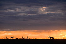 Lioness (Panthera leo) and Thomson's gazelles (Eudorcas thomsonii) silhouetted at sunset, Masai-Mara game reserve, Kenya.