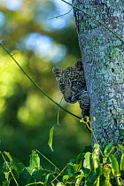Young Leopard (Panthera pardus) looking out from behind tree, Masai-Mara game reserve, Kenya.