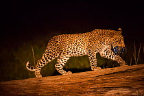 Young Leopard (Panthera pardus) walking at night, carrying plastic bottle, Masai-Mara game reserve, Kenya.
