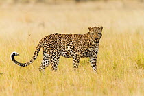 Leopard (Panthera pardus) male standing in grass, Masai-Mara game reserve, Kenya.
