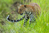 RF- Leopard (Panthera pardus) female in grass, Masai-Mara game reserve, Kenya. (This image may be licensed either as rights managed or royalty free.)