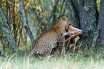Leopard (Panthera pardus) male carrying Impala (Aepyceros melampus) prey to tree,  Masai-Mara game reserve, Kenya.