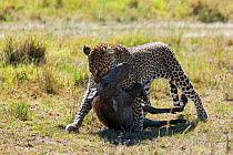 Leopard (Panthera pardus) dragging Warthog (Phacochoerus africanus) prey, Masai-Mara game reserve, Kenya.
