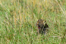 Leopard (Panthera pardus) cub aged 1 month, frightened by approaching jackals. Masai-Mara game reserve, Kenya.