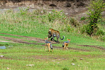 Leopard (Panthera pardus) female carrying cub, followed by Black-backed jackals (Canis mesomelas) Masai-Mara game reserve, Kenya.
