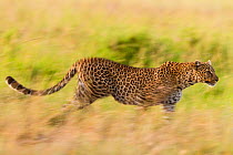Leopard (Panthera pardus) running during hunt at dawn. Masai-Mara game reserve, Kenya.