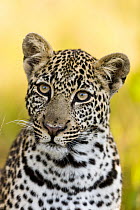 Leopard (Panthera pardus) portrait of young male, Masai-Mara game reserve, Kenya.
