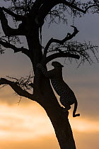 Leopard (Panthera pardus) female at sunset, climbing tree where prey is stored. Masai-Mara game reserve, Kenya.
