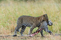Leopard (Panthera pardus) female carrying dead cub killed by a male, Masai-Mara game reserve, Kenya.