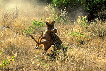 Leopard (Panthera pardus) female with Impala (Aepyceros melampus) prey, Samburu game reserve, Kenya.
