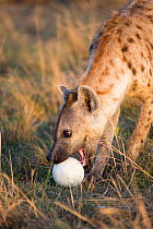 Spotted hyaena (Crocuta crocuta) female picking up Ostrich (Struthio camelus) egg, Masai-Mara game reserve, Kenya.