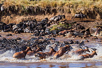 RF- Topi (Damaliscus lunatus), Wildebeest (Connochaetes taurinus) and Zebra (Equus quagga) crossing the Mara river, Masai-Mara game reserve, Kenya. September. (This image may be licensed either as rig...