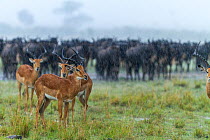 Male Impalas (Aepyceros melampus) standing in the rain with Wildebeest (Connochaetes taurinus) herd beyond, Masai-Mara game reserve, Kenya.