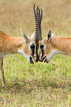 Two male Thomson's gazelles (Eudorcas thomsonii) fighting, Masai-Mara game reserve, Kenya.