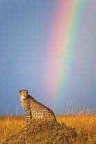 Cheetah (Acinonyx jubatus) sitting on mound below rainbow, Masai-Mara game reserve, Kenya.