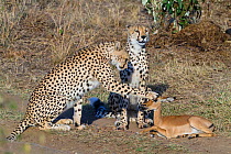 Two male Cheetahs (Acinonyx jubatus) playing with baby Impala (Aepyceros melampus) prey, Masai-Mara game reserve, Kenya.