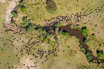 Aerial view of Wildebeest (Connochaetes taurinus) herd migrating. Masai-Mara game reserve, Kenya.