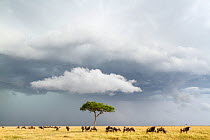 Wildebeest (Connochaetes taurinus) herd below stormy sky during migration, Masai-Mara game reserve, Kenya.