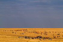 Mixed herd of Wildebeest (Connochaetes taurinus), Zebra (Equus quagga) and Topi (Damaliscus lunatus) migrating across savanna, Masai-Mara game reserve, Kenya.