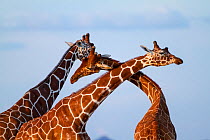 Reticulated giraffe (Giraffa camelopardalis reticulata) males fighting, Samburu game reserve, Kenya.