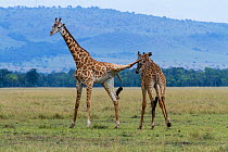 Masai giraffe (Giraffa camelopardalis tippelskirchi) males fighting, one with hind leg over the neck of the other. Masai-Mara game reserve, Kenya.