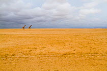 Masai giraffes (Giraffa camelopardalis tippelskirchi) walking across dry lake, Amboseli National Park, Kenya.