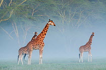 Rothschild's giraffes (Giraffa camelopardalis rothschildi) in the mist at dawn, Nakuru National Park, Kenya.