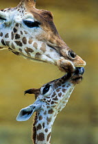 West African giraffe (Giraffa camelopardalis peralta) mother and baby nuzzling each other. Bioparc Zoo de Doue la Fontaine, France. Captive, occurs in south-western Niger. Endangered subspecies.
