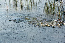 Large number of Tilapia (Alcolapia grahami) at surface due to the high level of the lake, Lake Nakuru, Nakuru National Park, Kenya. Vulnerable species, endemic to Lake Magadi, introduced to Lake Nakur...