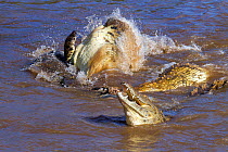 Nile crocodiles (Crocodylus niloticus) starving group fighting over zebra carcass, Masai-Mara game reserve, Kenya.