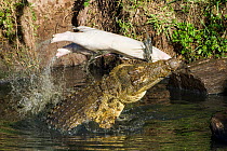 Nile crocodile (Crocodylus niloticus) feeding on young dead hippo (Hippopotamus amphibius), Masai-Mara game reserve, Kenya.
