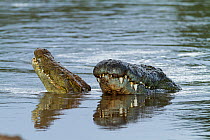 Nile crocodiles (Crocodylus niloticus) in courtship display, Masai-Mara game reserve, Kenya.