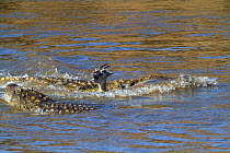 Nile crocodiles (Crocodylus niloticus) predating Thomson's gazelle (Eudorcas thomsonii) Mara river, Masai-Mara game reserve, Kenya.