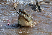 Nile crocodile (Crocodylus niloticus) feeding on Thomson's gazelle, Mara river, Masai-Mara game reserve, Kenya.