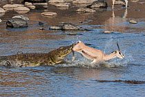 Nile crocodile (Crocodylus niloticus) ambushing Grant's gazelle (Nanger granti) Mara river, Masai-Mara game reserve, Kenya. Sequence 3 of 3.
