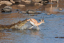 Nile crocodile (Crocodylus niloticus) ambushing Grant's gazelle (Nanger granti) Mara river, Masai-Mara game reserve, Kenya. Sequence 2 of 3.