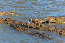 Nile crocodiles (Crocodylus niloticus) starving group feeding on zebra, Masai-Mara game reserve, Kenya.