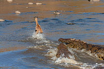 Nile crocodiles (Crocodylus niloticus) hunting Thomson's gazelle (Eudorcas thomsonii) Mara river, Masai-Mara game reserve, Kenya.