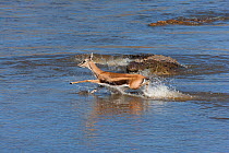 Nile crocodile (Crocodylus niloticus) hunting Thomson's gazelle (Eudorcas thomsonii) Mara river, Masai-Mara game reserve, Kenya.